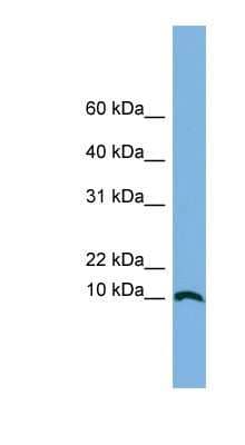 Western Blot: STRA13 Antibody [NBP1-55505]