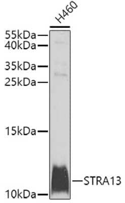 Western Blot: STRA13 AntibodyBSA Free [NBP2-93570]