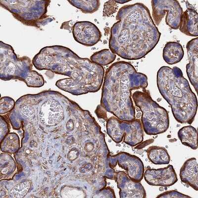 Immunohistochemistry-Paraffin: STRA6 Antibody [NBP1-83719]