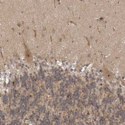 Immunohistochemistry-Paraffin: STRAP Antibody [NBP1-82796]