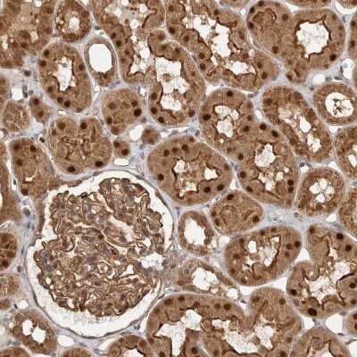 Immunohistochemistry-Paraffin: STRAP Antibody [NBP1-82796]