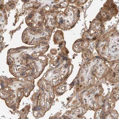 Immunohistochemistry-Paraffin: STRAP Antibody [NBP1-82796]