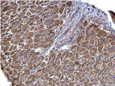Immunohistochemistry-Paraffin: STRAP Antibody [NBP2-20521]