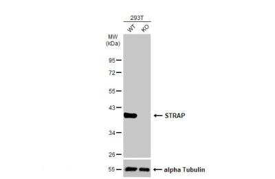 Knockout Validated: STRAP Antibody [NBP2-20521]