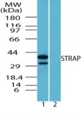 Western Blot: STRAP Antibody [NBP2-24740]