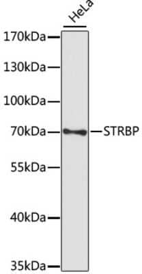 Western Blot: STRBP AntibodyAzide and BSA Free [NBP2-94570]