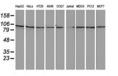 Western Blot: STRIP1 Antibody (OTI7B8)Azide and BSA Free [NBP2-74408]