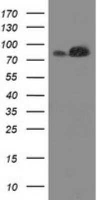 Western Blot: STRIP1 Antibody (OTI7B8)Azide and BSA Free [NBP2-74408]