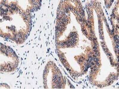 Immunohistochemistry: STRIP1 Antibody (OTI7B8) [NBP2-45715]