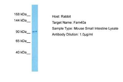 Western Blot: STRIP1 Antibody [NBP2-88374]