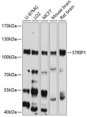 Western Blot: STRIP1 AntibodyBSA Free [NBP2-93448]