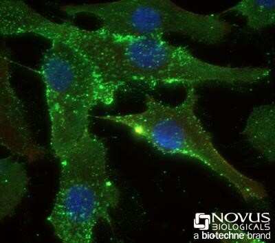 Immunocytochemistry/ Immunofluorescence: STRO-1 Antibody (STRO-1) - Azide and BSA Free [NBP2-80966]