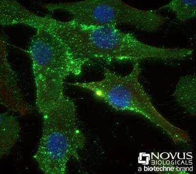 Immunocytochemistry/ Immunofluorescence: STRO-1 Antibody (STRO-1) [NBP1-48356]