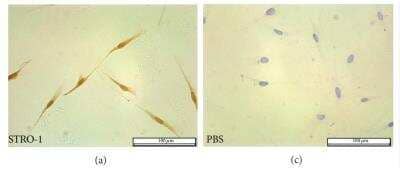 Immunocytochemistry: STRO-1 Antibody (STRO-1) [NBP1-48356]