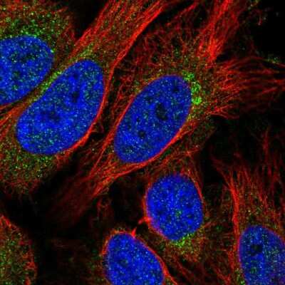 Immunocytochemistry/ Immunofluorescence: STX10 Antibody [NBP2-58476]