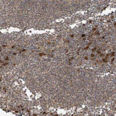 Immunohistochemistry-Paraffin: STX10 Antibody [NBP1-81663]