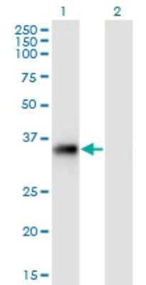 Western Blot: STX11 Antibody (4F9) [H00008676-M01]