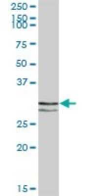 Western Blot: STX11 Antibody [H00008676-B01P]