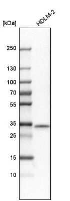 Western Blot: STX11 Antibody [NBP1-86122]