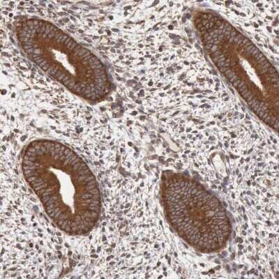 Immunohistochemistry-Paraffin: STX17 Antibody [NBP1-93968]