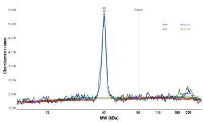 Simple Western: STX17 Antibody [NBP1-93968]