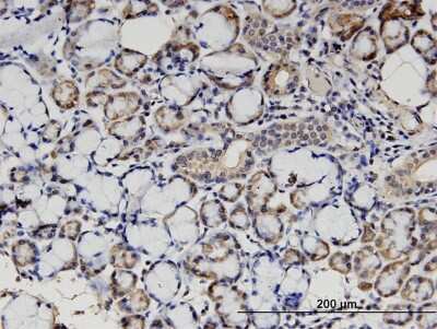 Immunohistochemistry-Paraffin: STX18 Antibody (2E5) [H00053407-M13]