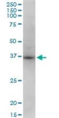 Western Blot: STX18 Antibody (2E5) [H00053407-M13]