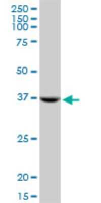 Western Blot: STX18 Antibody (2E5) [H00053407-M13]