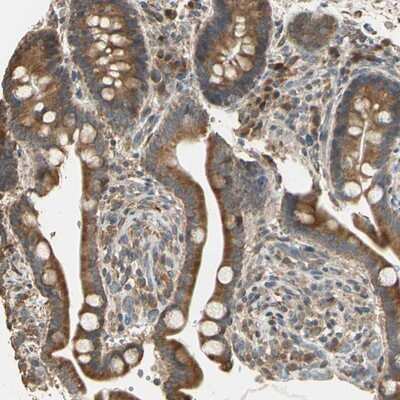 Immunohistochemistry-Paraffin: STX18 Antibody [NBP1-80645]