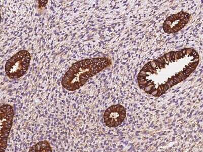 Immunohistochemistry-Paraffin: STX18 Antibody [NBP2-98545]