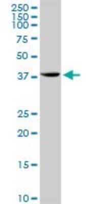 Western Blot: STX18 Antibody [H00053407-D01P]