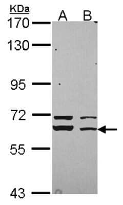 Western Blot: Syntaxin-BP1 Antibody [NBP2-20526]