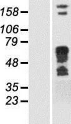 Western Blot: Syntaxin-BP1 Overexpression Lysate [NBP2-08605]