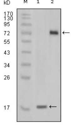 Western Blot: STYK1 Antibody (2H2F10)BSA Free [NBP1-47511]