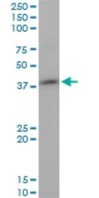 Western Blot: STYK1 Antibody (3D2) [H00055359-M02]