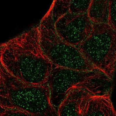 Immunocytochemistry/ Immunofluorescence: STYK1 Antibody [NBP2-57429]