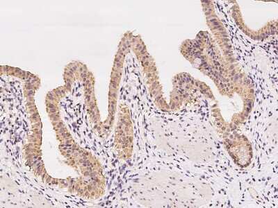 Immunohistochemistry-Paraffin: STYX Antibody [NBP2-97319]