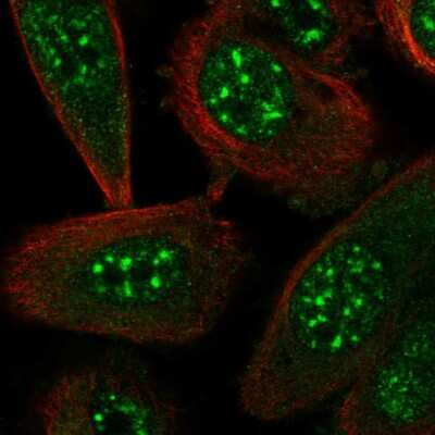 Immunocytochemistry/ Immunofluorescence: STYXL1 Antibody [NBP2-47611]