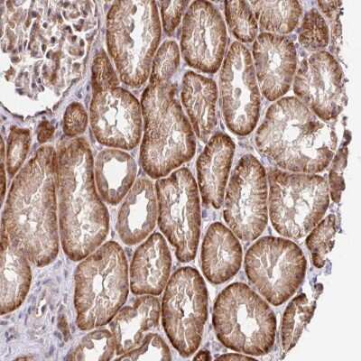 Immunohistochemistry-Paraffin: STYXL1 Antibody [NBP2-47611]