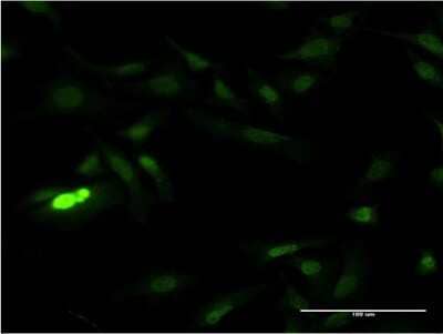 Immunocytochemistry/ Immunofluorescence: SUB1 Antibody (2D6) [H00010923-M13]