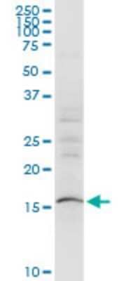 Western Blot: SUB1 Antibody (2G3) [H00010923-M12]