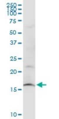 Western Blot: SUB1 Antibody (3A1) [H00010923-M11]