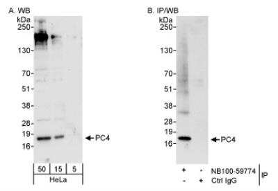 Western Blot: SUB1 Antibody [NB100-59774]