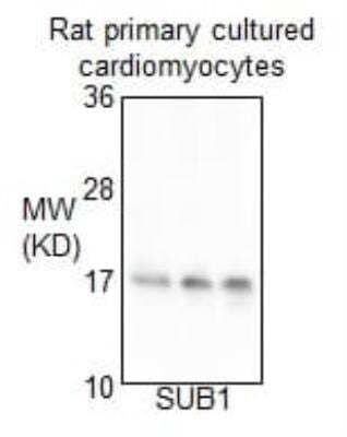 Western Blot: SUB1 Antibody [NB100-59775]