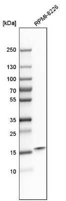 Western Blot: SUB1 Antibody [NBP1-82454]