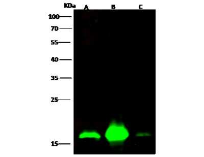 Western Blot: SUB1 Antibody [NBP3-00275]