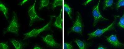 Immunocytochemistry/ Immunofluorescence: SUCLA2 Antibody [NBP1-33015]