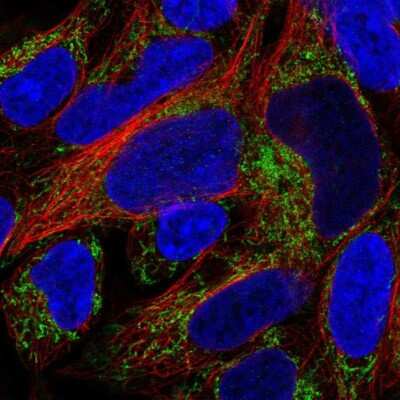 Immunocytochemistry/ Immunofluorescence: SUCLA2 Antibody [NBP2-56491]