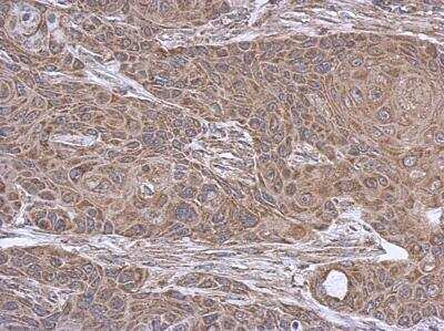 Immunohistochemistry-Paraffin: SUCLA2 Antibody [NBP1-33015]