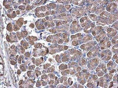 Immunohistochemistry-Paraffin: SUCLA2 Antibody [NBP1-33015]